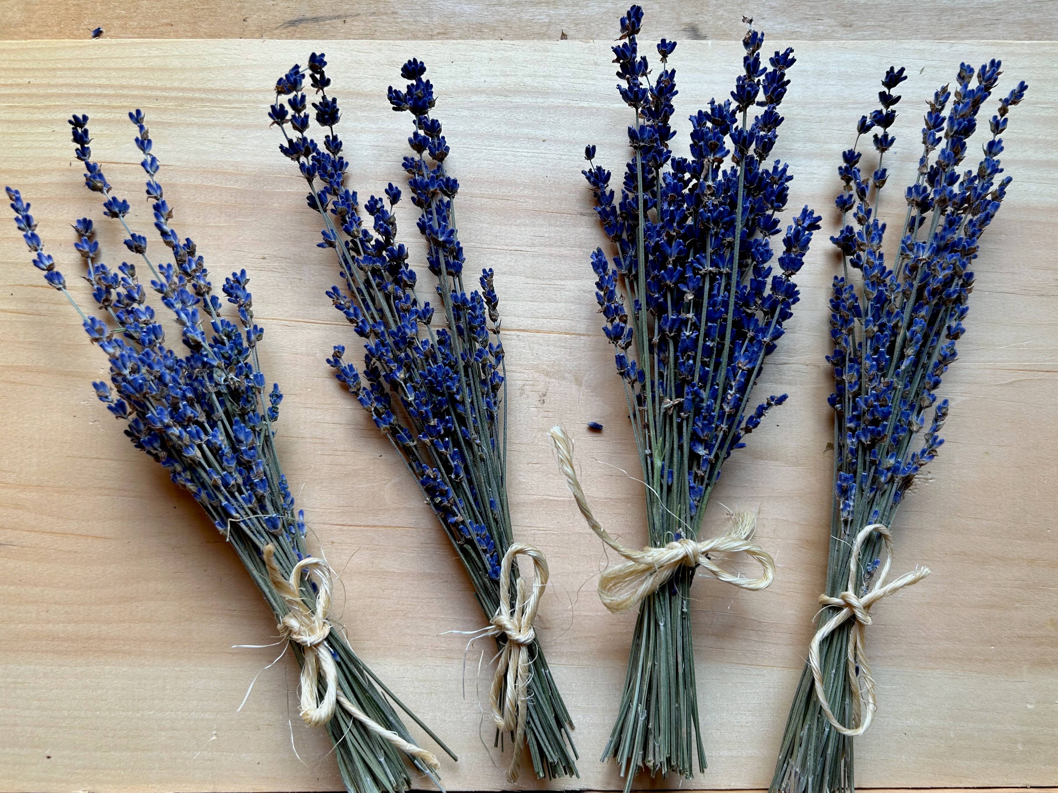 Lavender Creek Farm - Wholesale Dried/Pressed Flowers - Dried Lavender Mini-Bunches7
