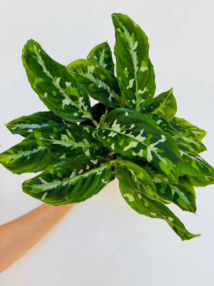 Pictum Tricolor Aglaonema for wholesale by Plant Vault