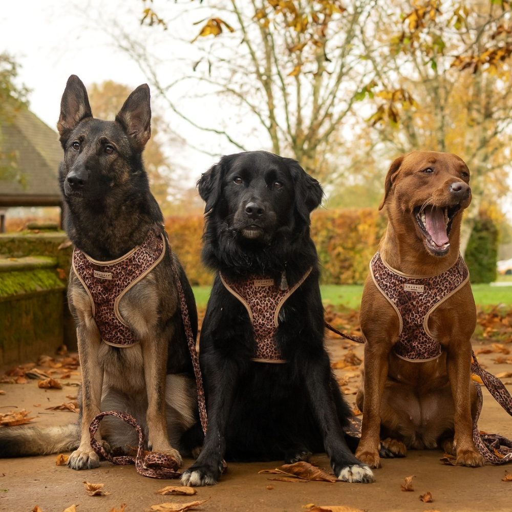 Cocopup London - Wholesale Pet Harness - Dog - Quilted Leopard Pup Adjustable Neck Harness59