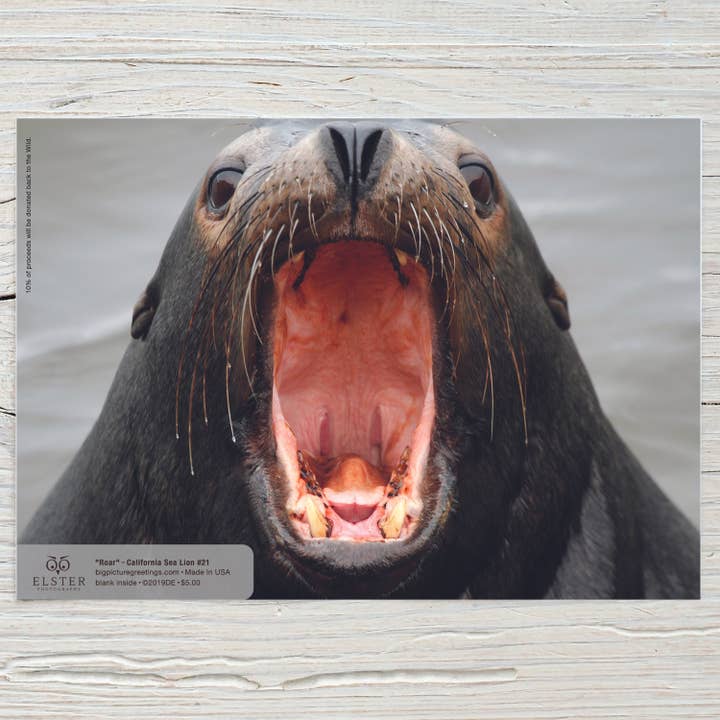 Elster Photography/Big Picture Greetings - Vendita all'ingrosso Biglietti di auguri generici - Leone marino «ruggito» della California