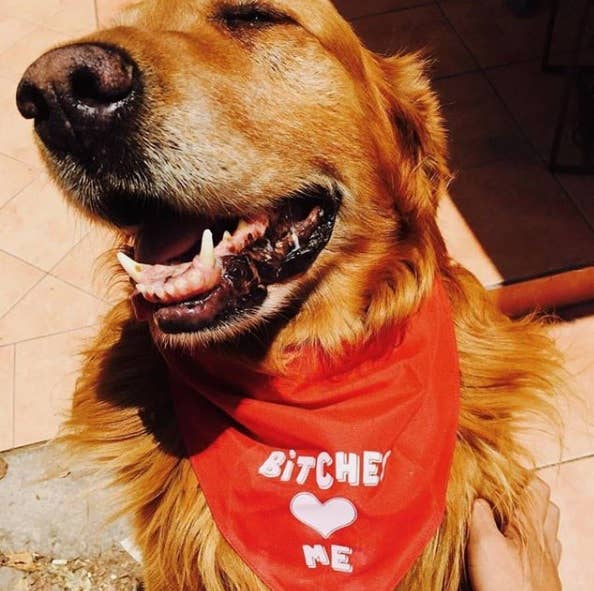 Parisian Pet® - Wholesale Pet Bandana - Dog - Bitches Love Me Bandana – Playful Dog Bandana for Pets1