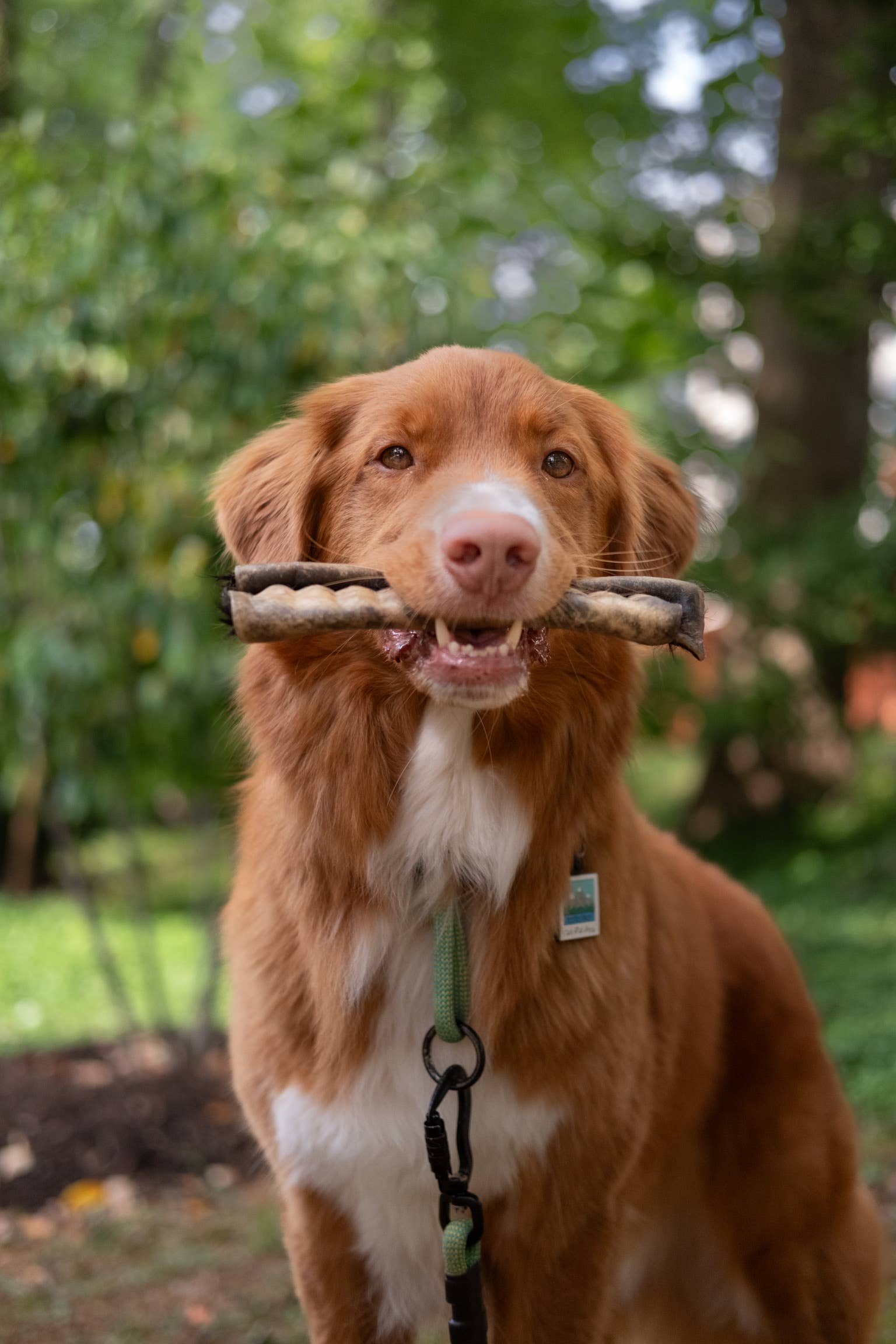 Litto Howler - Wholesale Pet Treats - Dog - Grass-Fed Beef Rawhide Roll (Fur-On) | 12 Inches 1