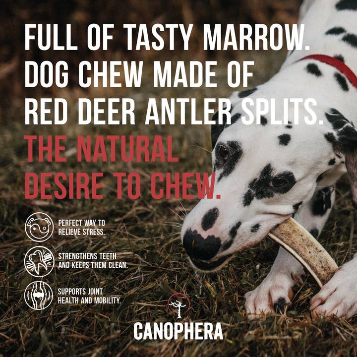 CANOPHERA GmbH - Wholesale Pet Chew Toy - Dog - Dog Chew Made Of Red Deer Antler Splits.1
