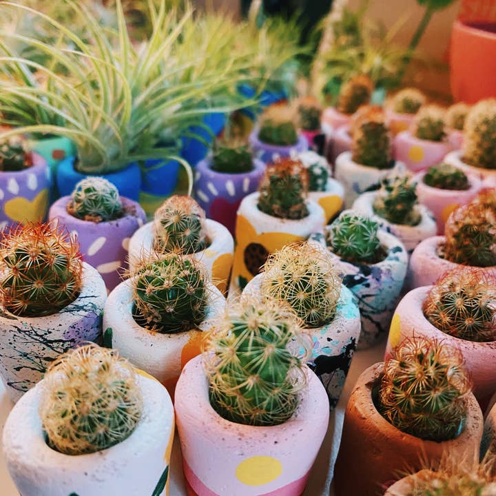O'Berry's Succulents - Wholesale Plant Pot - Desert Snow Mini Planter and Plant