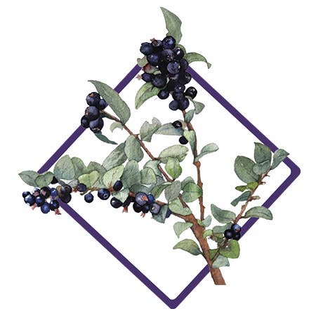 Huckleberry Pin, Botanicals of the PNW, Floral Art voor wholesale door CMarie Northwest