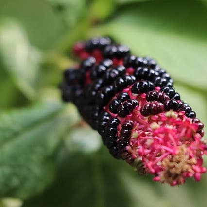 Ollois - Wholesale Oral Supplement/Vitamin - Olloïs Phytolacca Decandra 30C Vegan Organic, 80 Pellets10