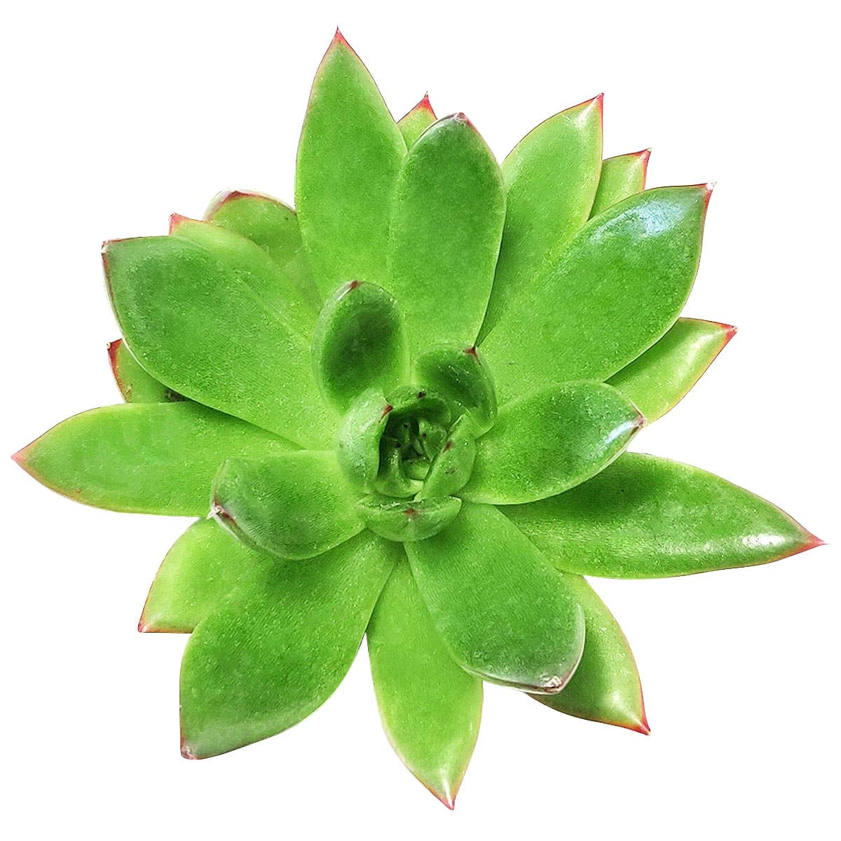 Best Plant Friend - Wholesale Succulent - Echeveria Agavoides Christmas  Live Succulent in 2in/4in Pot0
