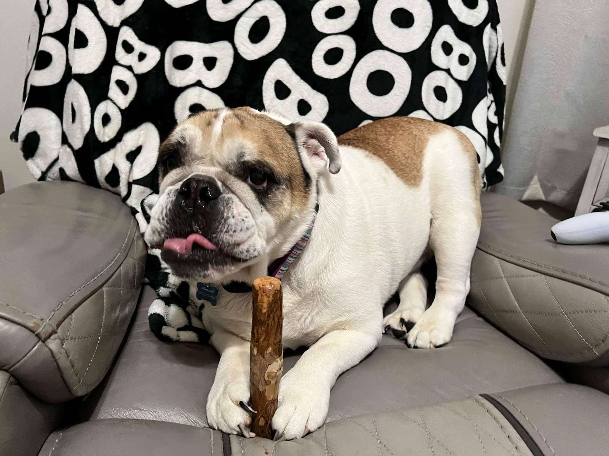 Loyalty Pet Products - Wholesale Pet Chew Toy - Dog - Croc Chomps - 100% Organic and Sustainable Coffee Wood Chews8