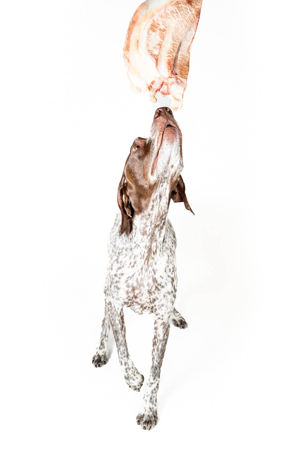 Winnie Lou - Wholesale Pet Treats - Dog - Bison Scapula Chews6