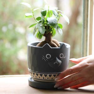 Purchase Wholesale plant animals. Free Returns & Net 60 Terms on Purchase Wholesale plant animals. Free Returns & Net 60 Terms on