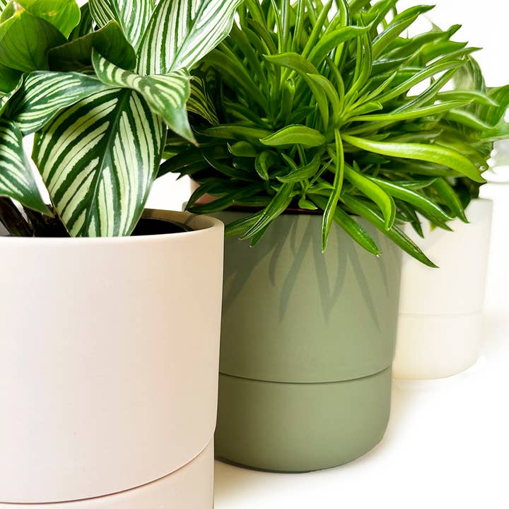 Chive - Vente Pot - Ryan Pots de Plantes d'Intérieur Auto-Arrosants4