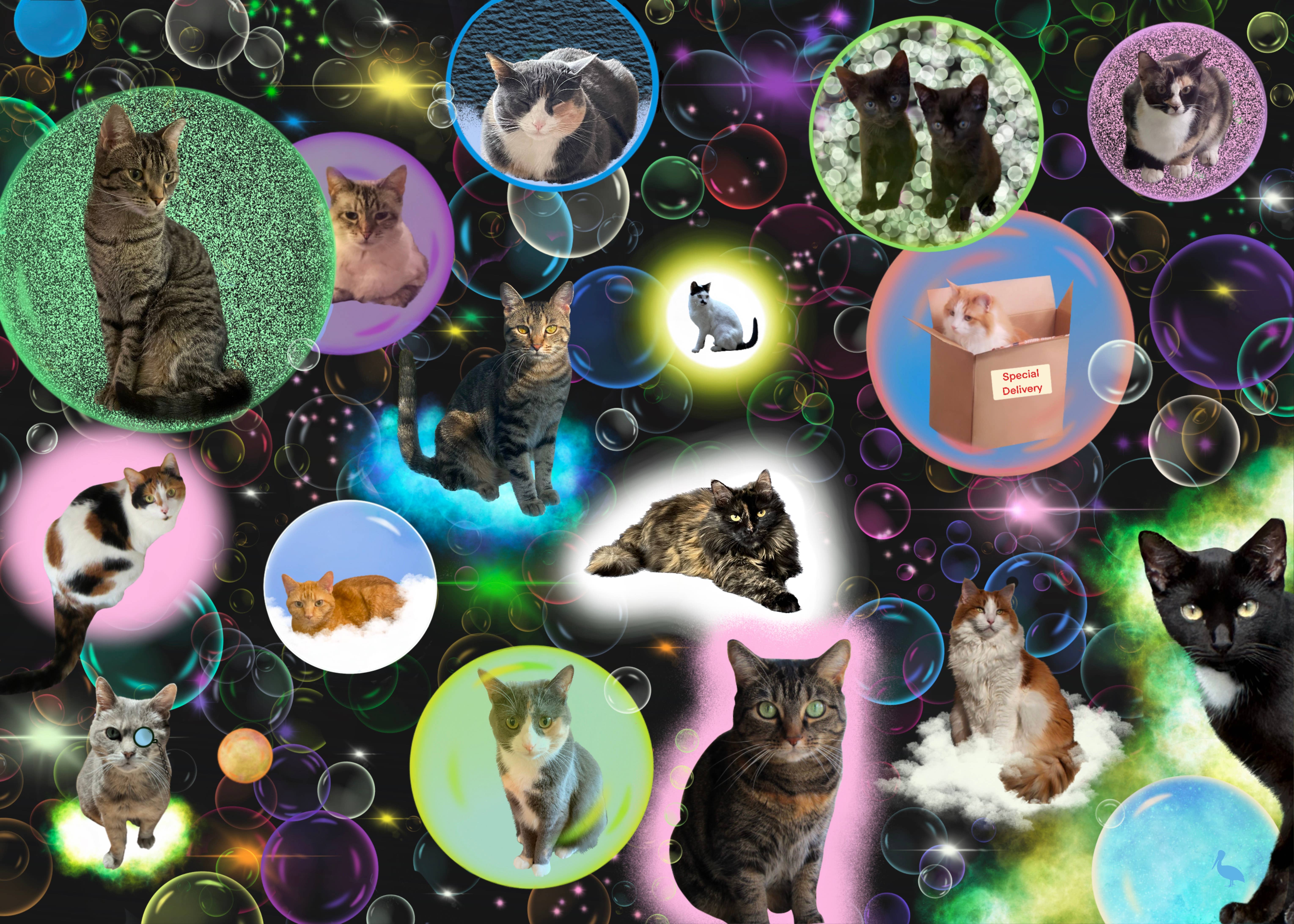 Mimsybird Puzzles – wholesale Puzzle – Adult – Bubble Cats 500-piece Premium Jigsaw Puzzle0