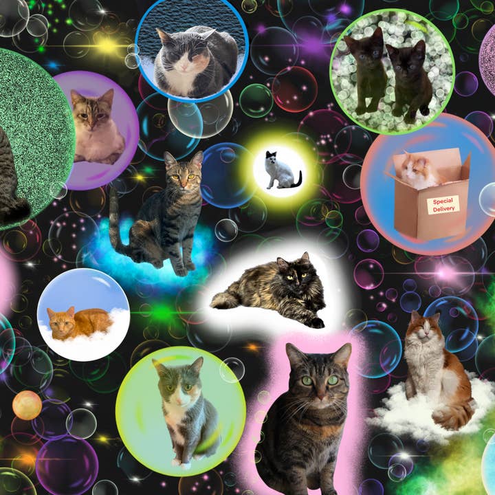 Mimsybird Puzzles – wholesale Puzzle – Adult – Bubble Cats 500-piece Premium Jigsaw Puzzle0