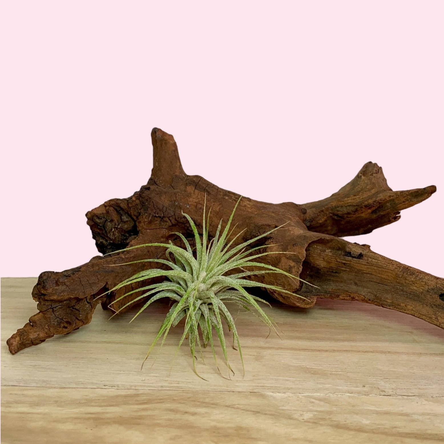 Cactus en ligne - Wholesale Live Plant - Small Tillandsia 'Air Plant'4