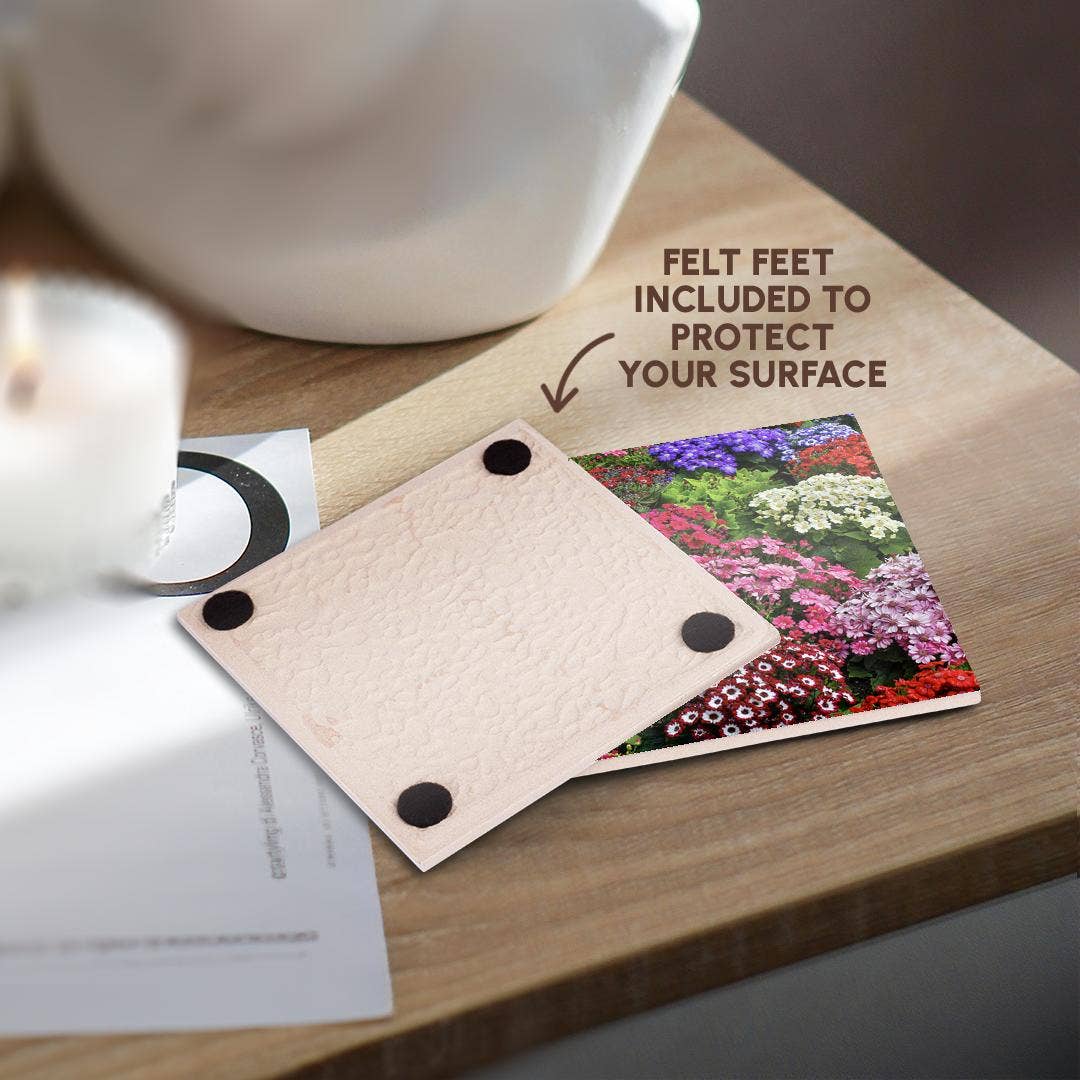 3dRose - Wholesale Coasters - 3dRose, Springtime gardens, Victoria, BC, Canada. Cinerarias in bloom, Coaster3