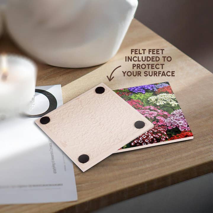 3dRose - Wholesale Coasters - 3dRose, Springtime gardens, Victoria, BC, Canada. Cinerarias in bloom, Coaster3