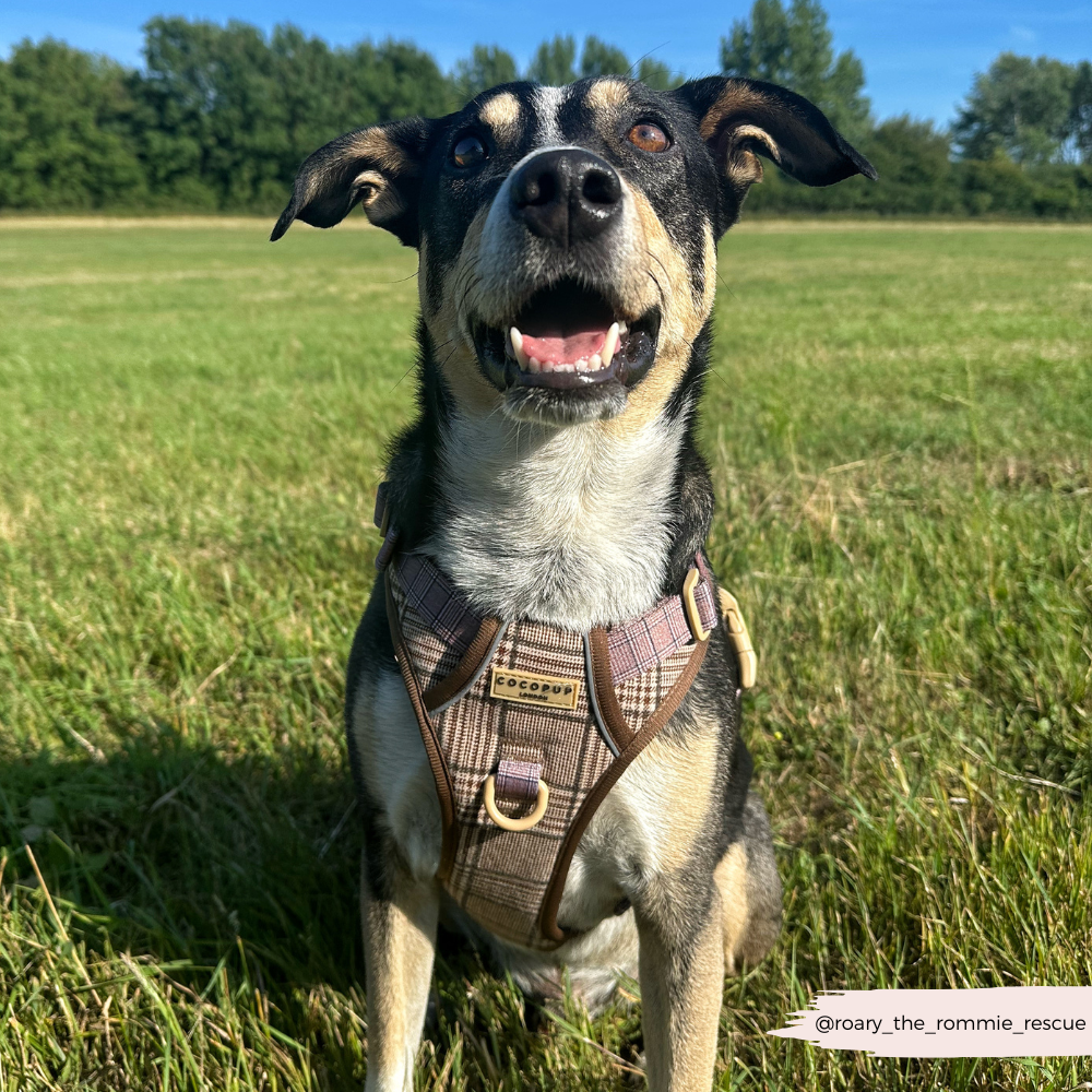 Cocopup London – wholesale Pet harness – Dog – Explore Harness - Pup Plaid8