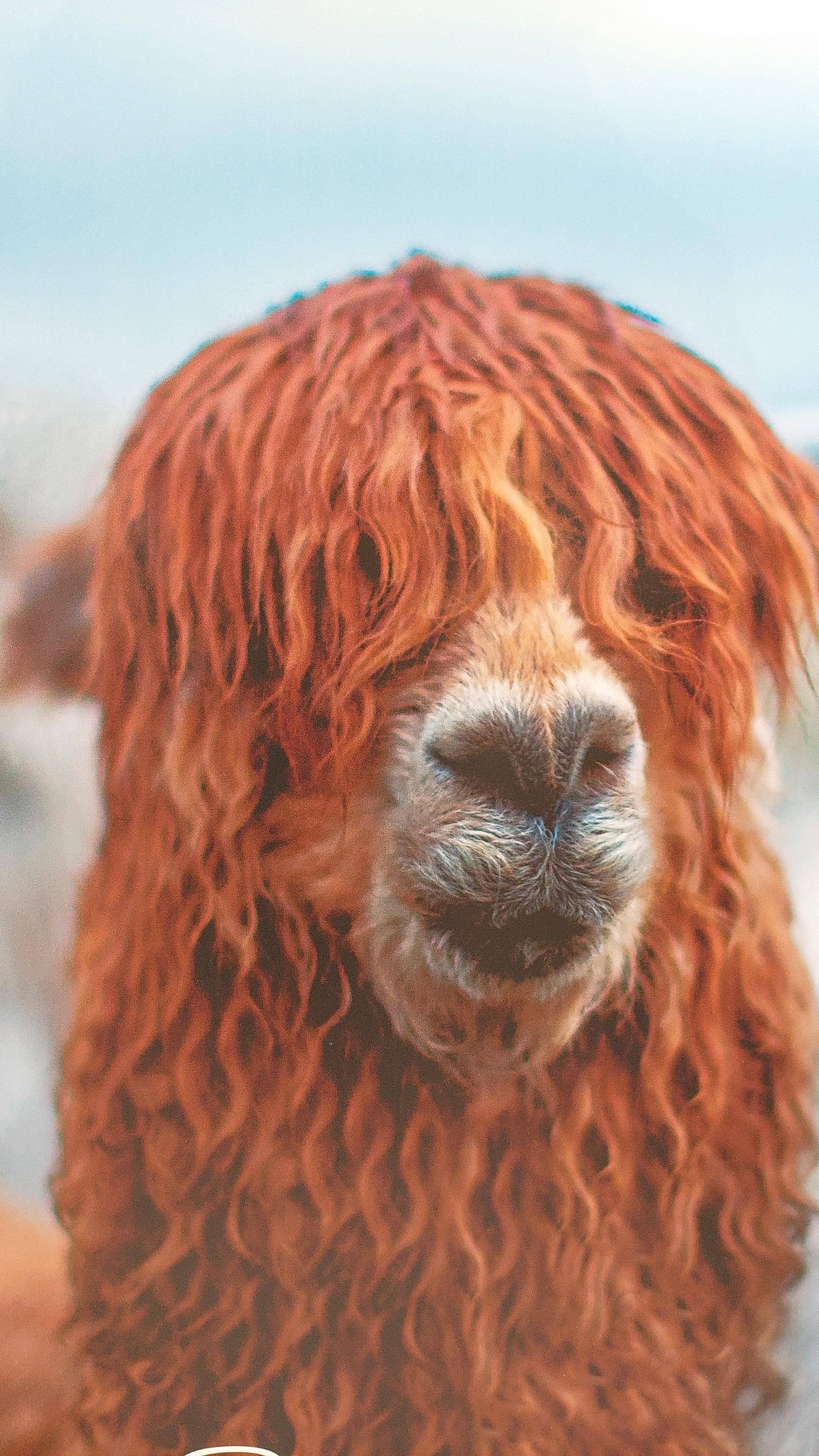 Crafts by Solid - Wholesale Scarf - Women's - Tracey Scarf Essential FW22- 100% alpaca14