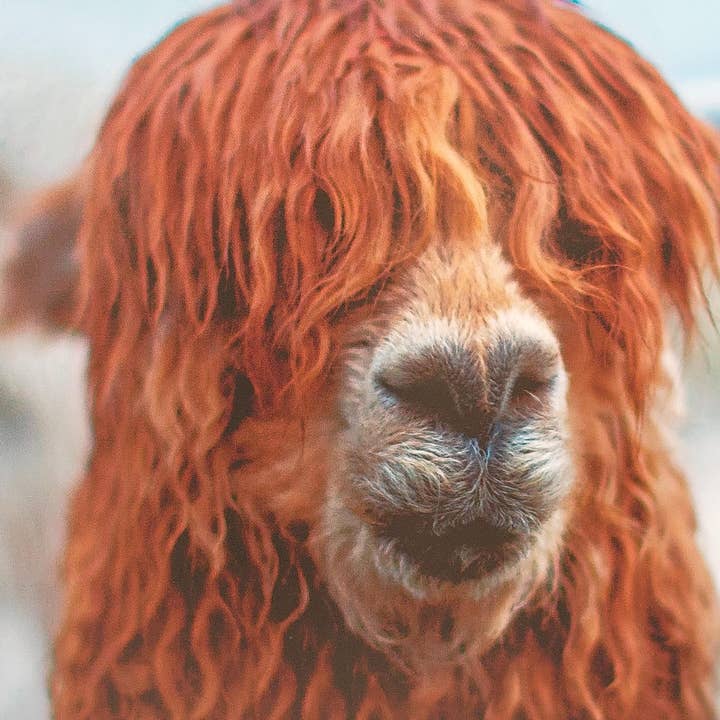 Crafts by Solid - Wholesale Scarf - Women's - Tracey Scarf Essential FW22- 100% alpaca14