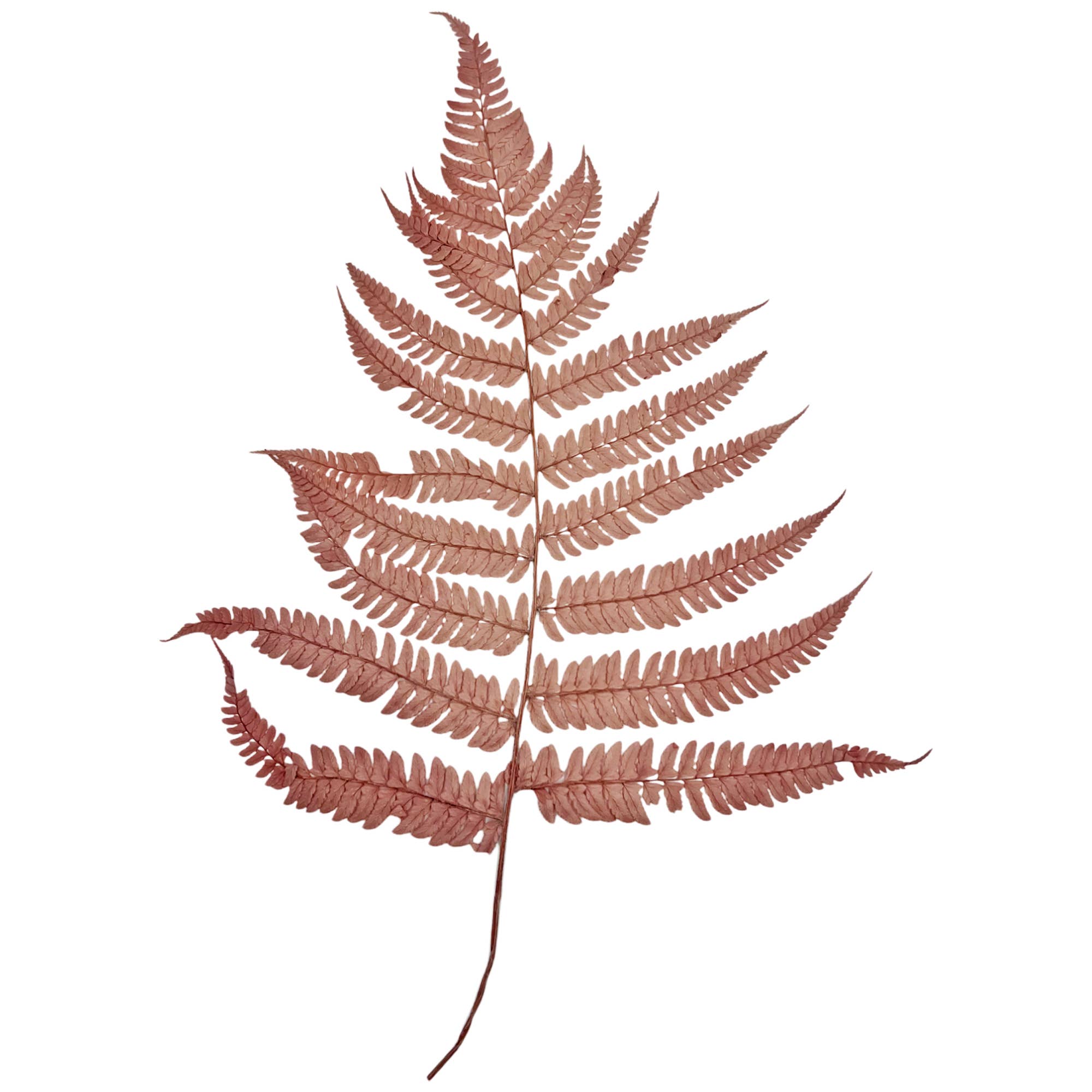 2626 Designs - Wholesale Dried/Pressed Flowers - Dried Preserved Fern 14"9