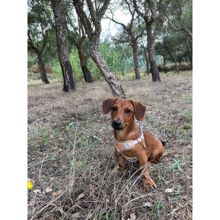 Meninas Bonitas Cork - Vendita all'ingrosso Pettorina - Cani - Set pettorina e guinzaglio in sughero per cani di piccola taglia - Comodo gilet