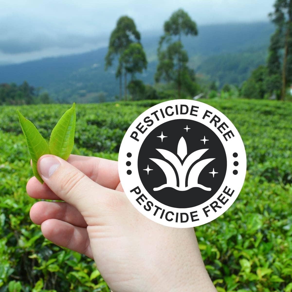 Biomatea - Wholesale Health/Detox Tea - Ceremonial Japanese Matcha Tea Powder – Limited Christmas Xmas Edition, 50 g9