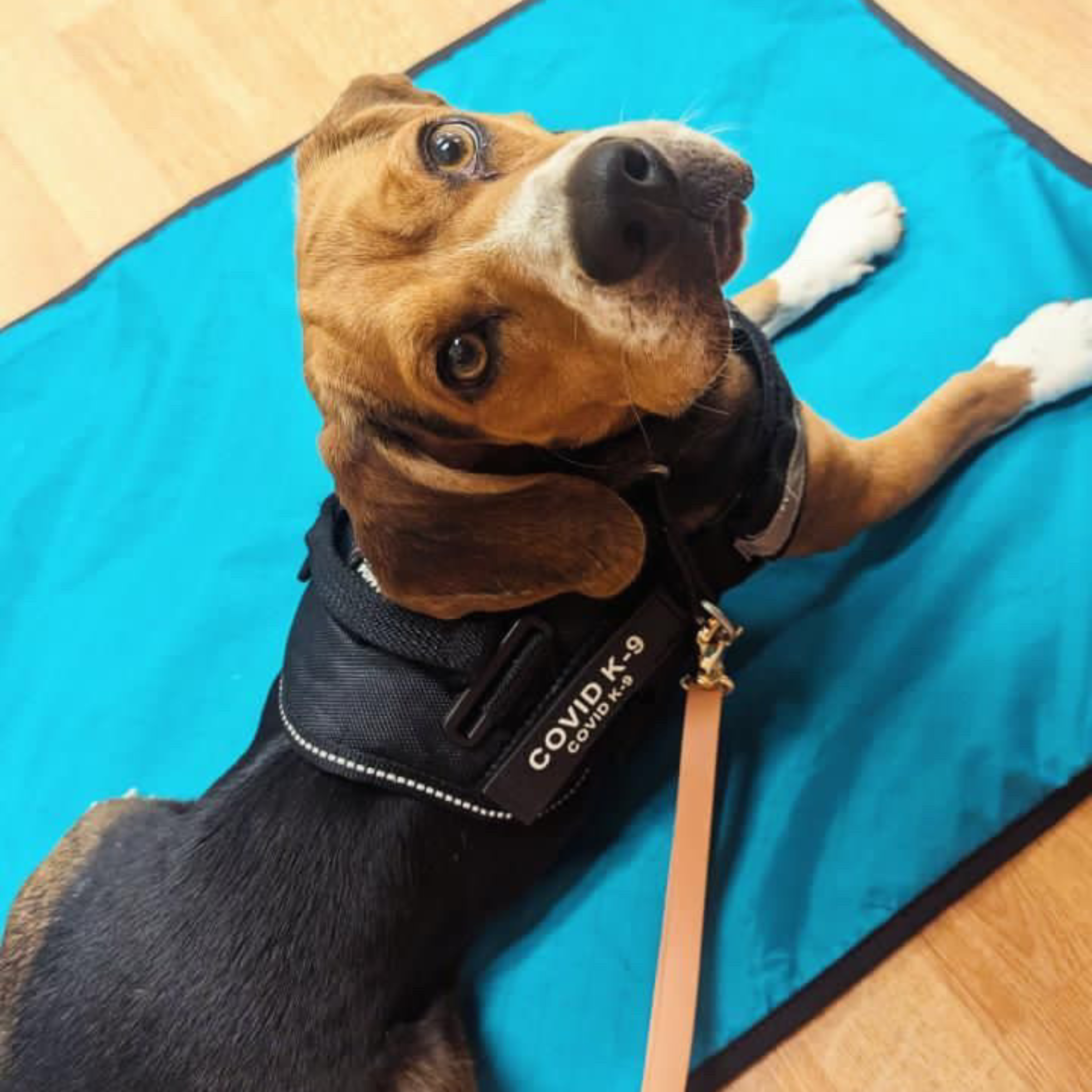 LUWELLO, LLC - Wholesale Pet Bed - Dog - Portable Dog Settle Mat4