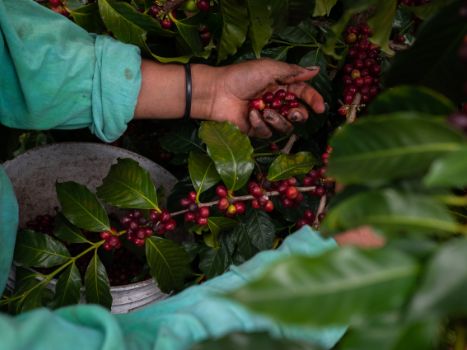 Brewing Buddha Cafe & Arthouse - Wholesale Coffee beans - Green Coffee - Mexican2