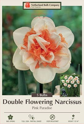 Thorsen's Greenhouse - Vente Plante - Bulbes de jonquille - Variétés uniques - Vivaces7