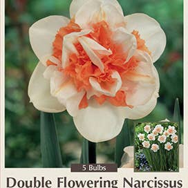 Thorsen's Greenhouse - Wholesale Live Plant - Daffodil Bulbs - Unqiue Varieties - Perennials5