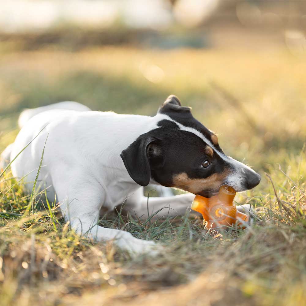 POCURULL SL (Retorn) - Wholesale Kauwspeeltje voor honden - Hond - Rub Free Jump speeltje voor honden10