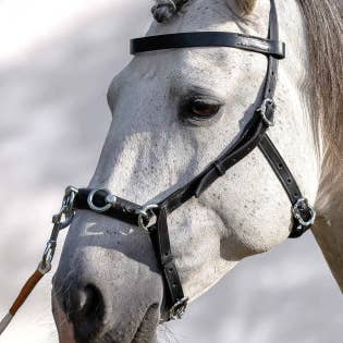 Portugisisk Axis-sågblad för wholesale av VMCS Selaria Europe