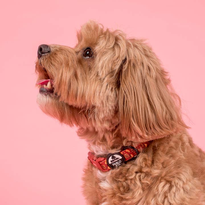 Pablo & Co. Boutique - Wholesale Pet Collar - Dog - Harry Potter - Gryffindor: Dog Collar