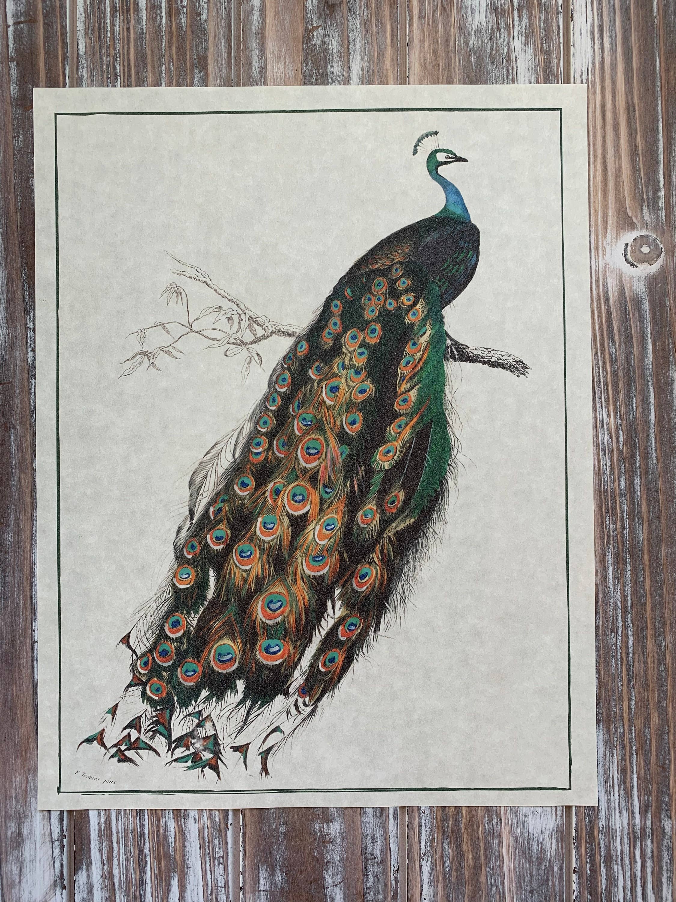 Magnifique Hearts – Großhandel Kunstdruck – Kunstdrucke im Vintage-Stil mit Pfauenmotiv Wanddekoration Pergamentpapier0