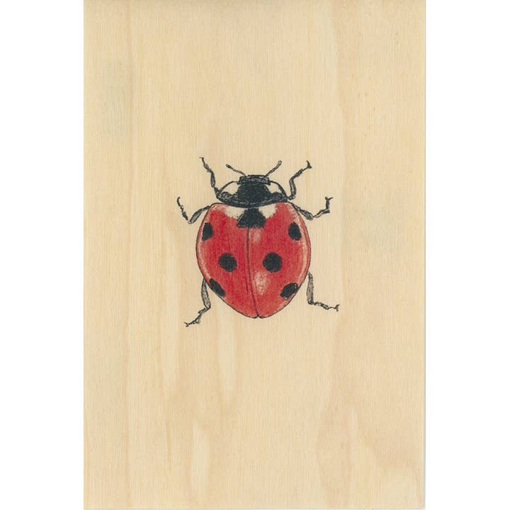 Woodhi - Wholesale Postcard - Wood Postcard Black and colors Coccinelle