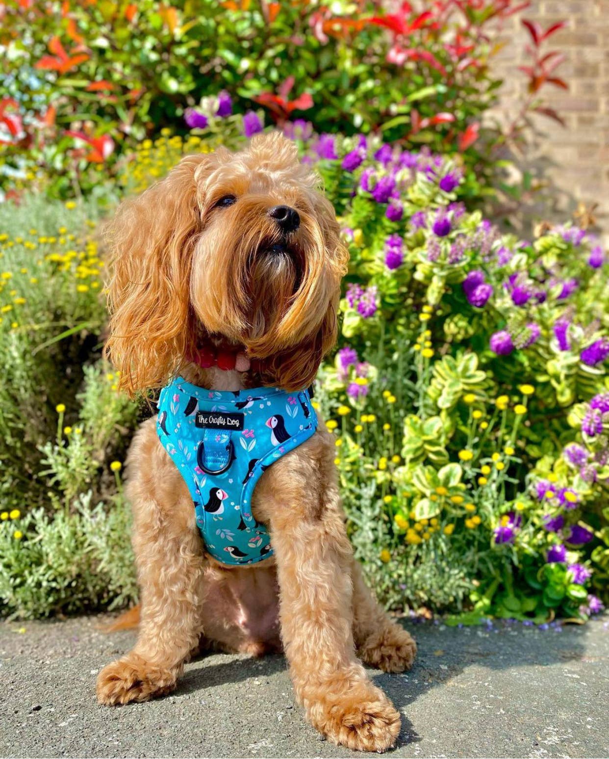 The Crafty Dog Co – Großhandel Haustiergeschirr – Hund – All Or Puffin Harness8