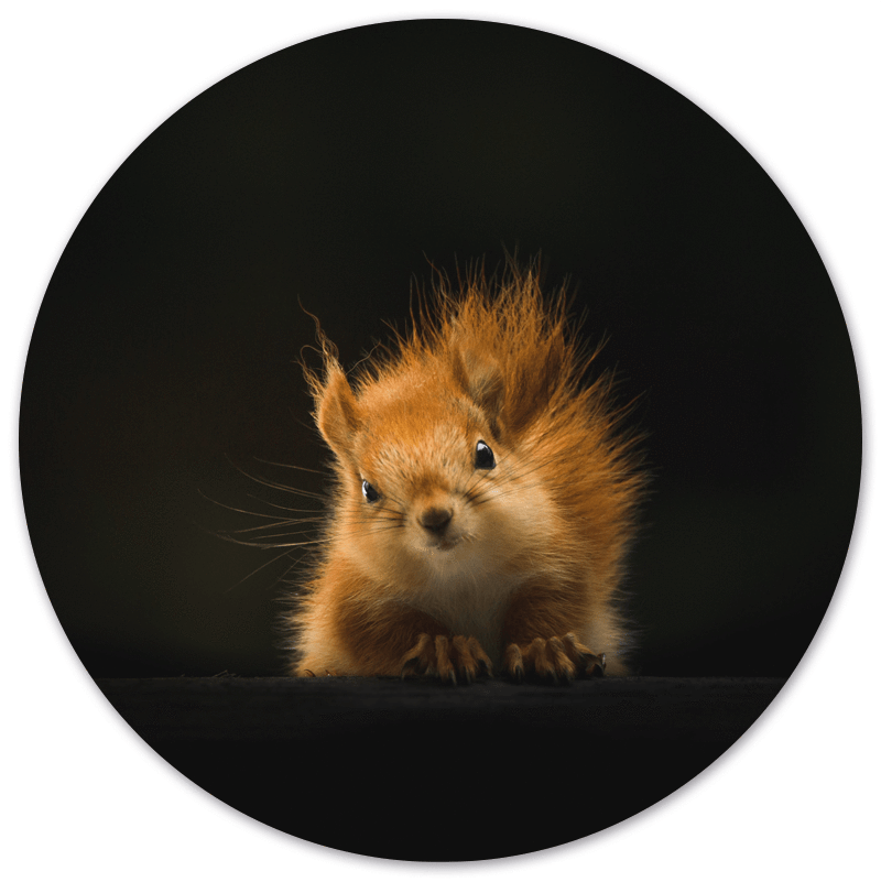 Label2X B.V. - Wholesale Wall Accent - Muurcirkel eekhoorn0