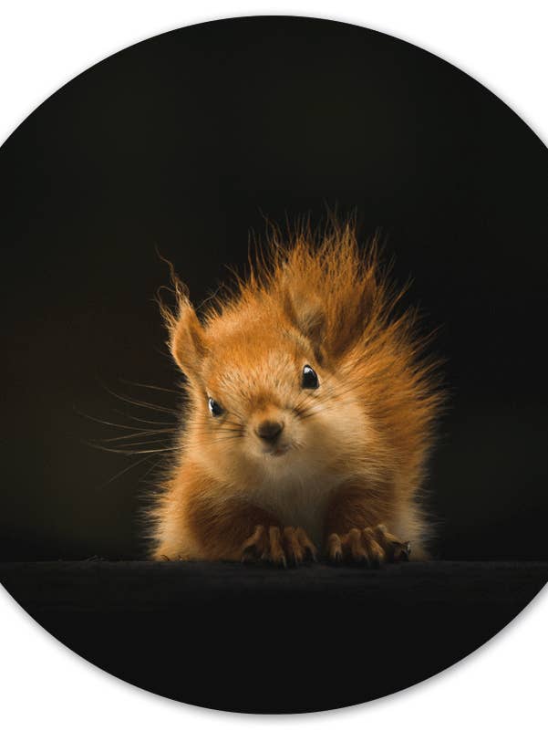 Eekhoorn pour la vente par Label2X B.V.