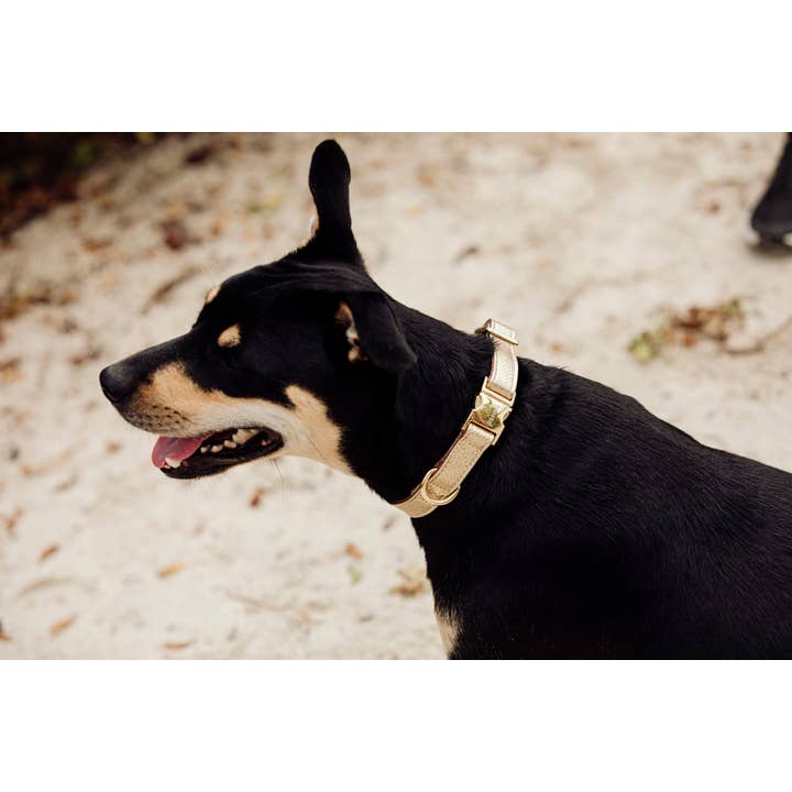 Studio Proud – wholesale Halsband - Hund – Halsband Gold Snake