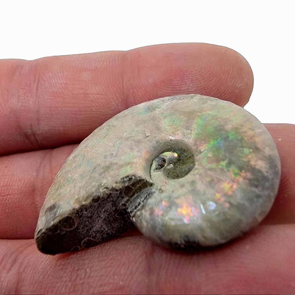 Lapidary Central - Wholesale Spiritual Stone/Crystal - Silver Iridescent Ammonite Fossil!  110 Million Years Old!7