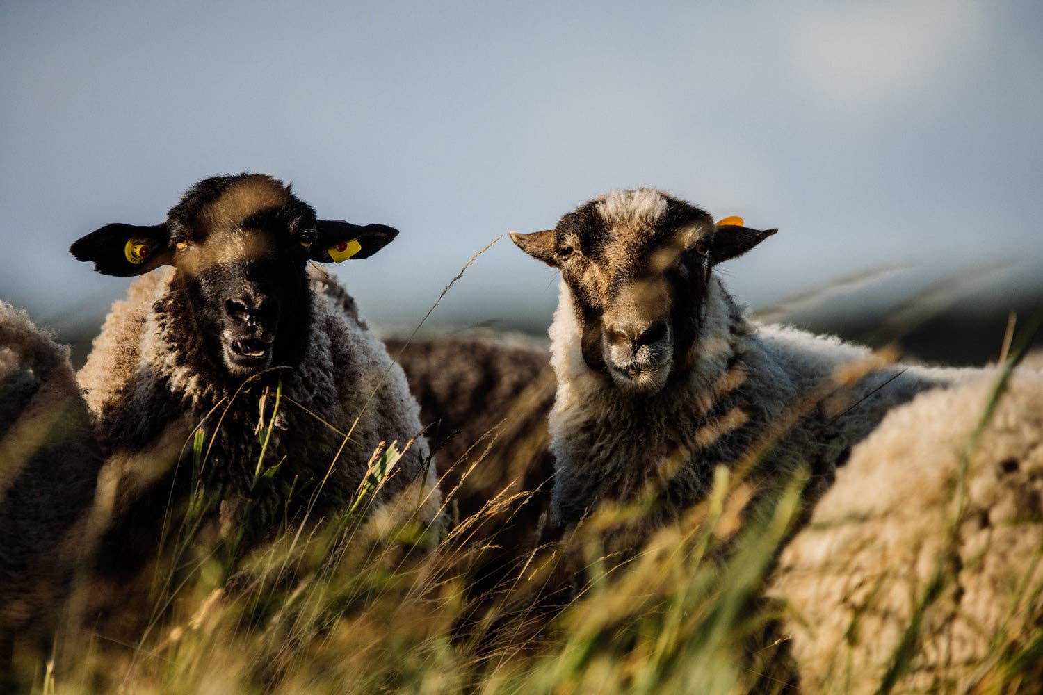 calling sheep - Vente Fils à tricoter - Pommernglück AU CARRÉ2