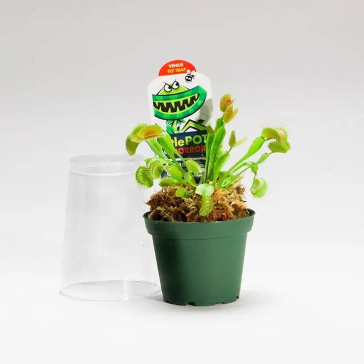 Venus Fly Trap – Live Plant for wholesale by The Old Yew Plant Shop