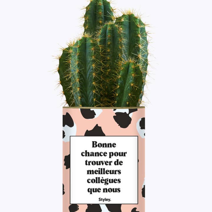 Styley - Wholesale Succulent - Bonne Chance Pour Trouver De Meilleurs Collègues - Cactus