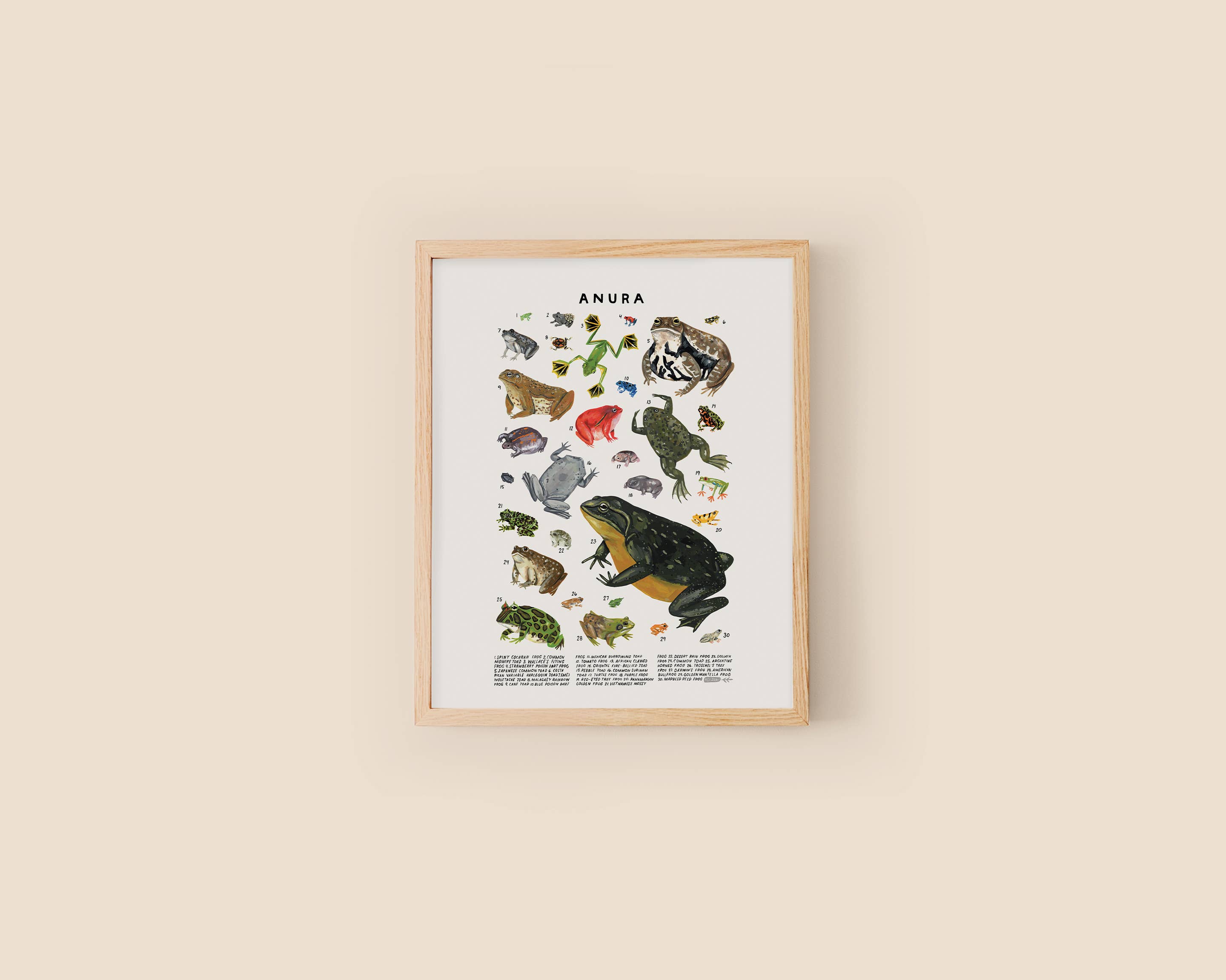 Kelzuki - Wholesale Art Print - Anura, Frogs, Toads Art Print1