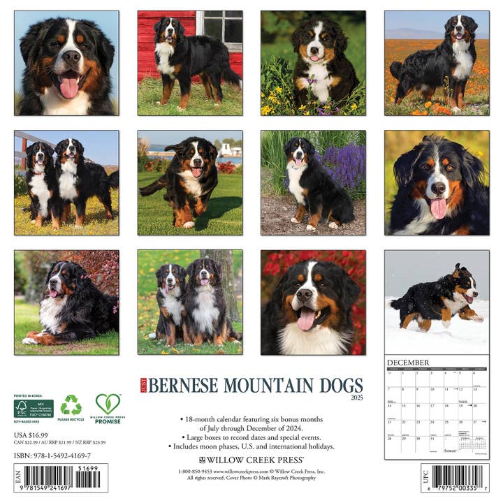 Willow Creek Press & Gifts - Wholesale Calendar - Bernese Mountain Dogs 2025 Wall Calendar