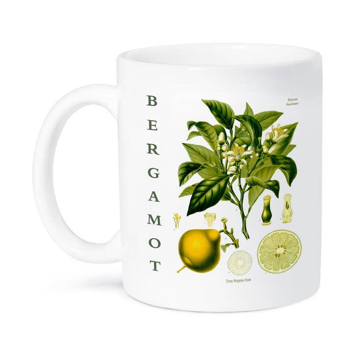3dRose, Bergamot Herb Art - Herbal Medicine Medicinal Plants Botanical Print, Mug for wholesale by 3dRose