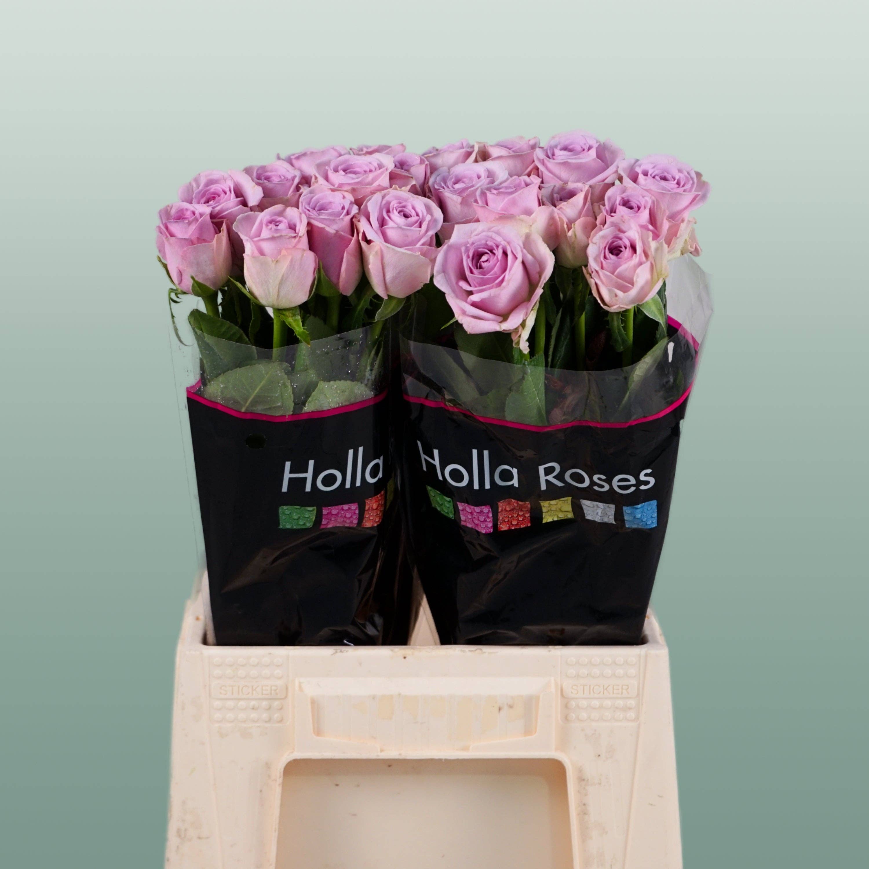 Purple Rose Lovely Aqua (20 Stems) for wholesale on Faire0