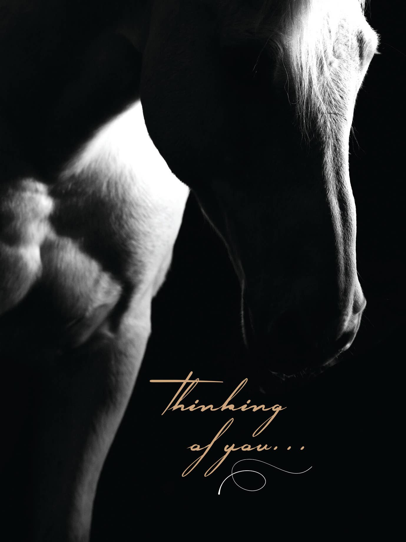 Horse Hollow Press - Wholesale Sympathy Card - Horse Sympathy Greeting Card / Thinking of you6