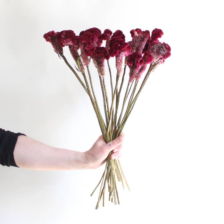 Roxanne's Dried Flowers - Wholesale Dried/Pressed Flowers - Cockscomb (Celosia) -Â Dried