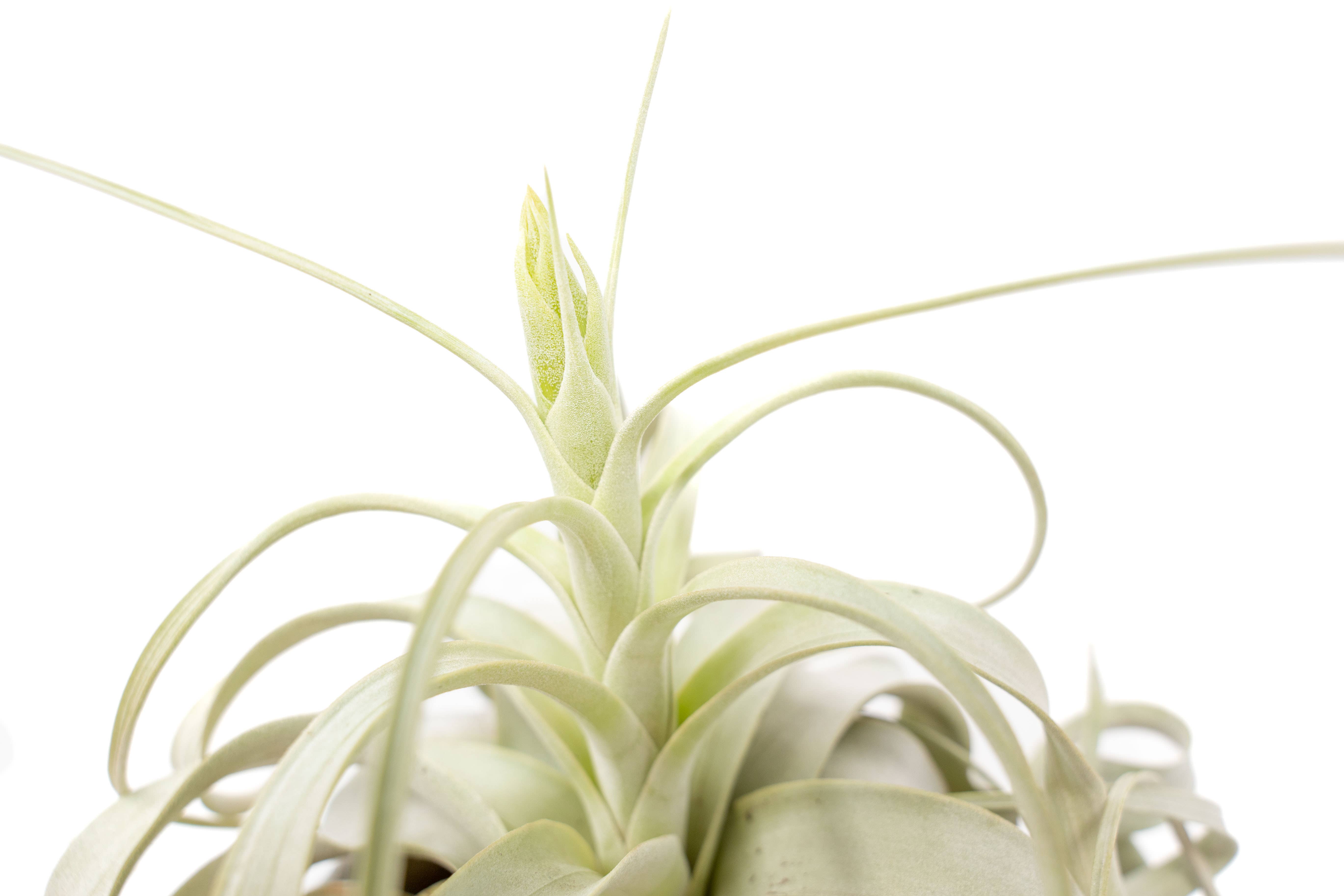 Air Plant Shop - Wholesale Live Plant - Large Tillandsia Xerographica3